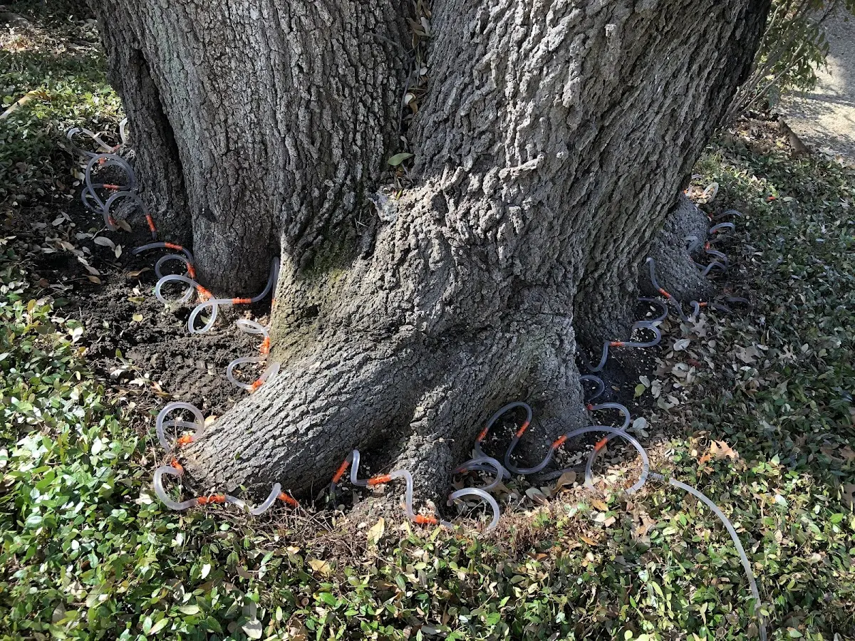 Detailed Tree Cabling and Bracing job site in East Pembroke