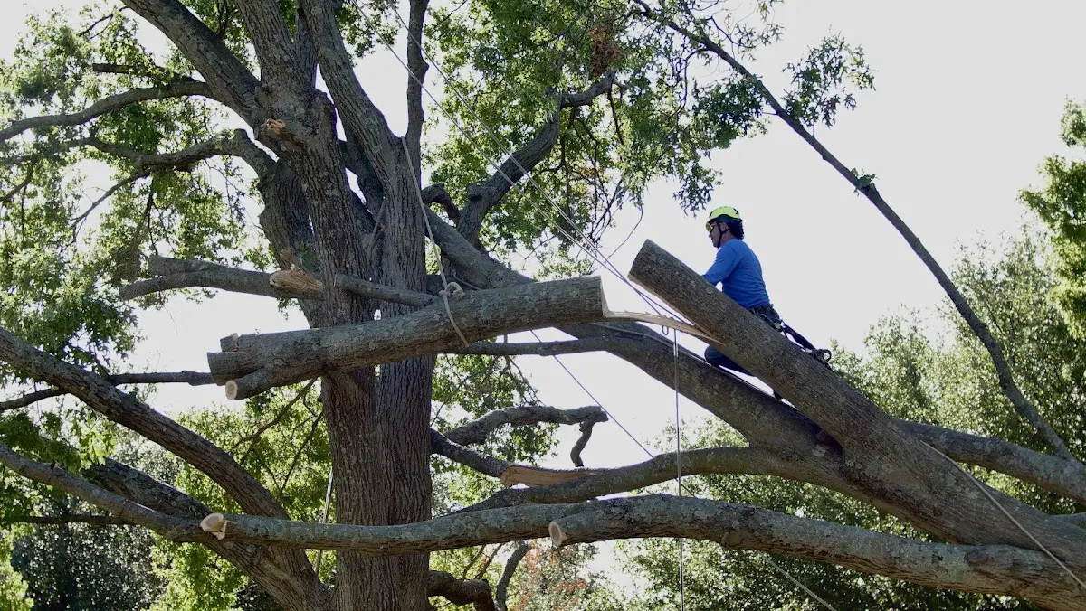 Professional Crown Thinning performed by certified arborists in East Pembroke
