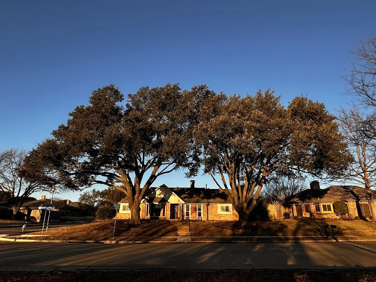 Established residential canopy tree shading a home in East Pembroke